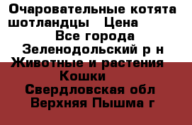 Очаровательные котята шотландцы › Цена ­ 2 000 - Все города, Зеленодольский р-н Животные и растения » Кошки   . Свердловская обл.,Верхняя Пышма г.